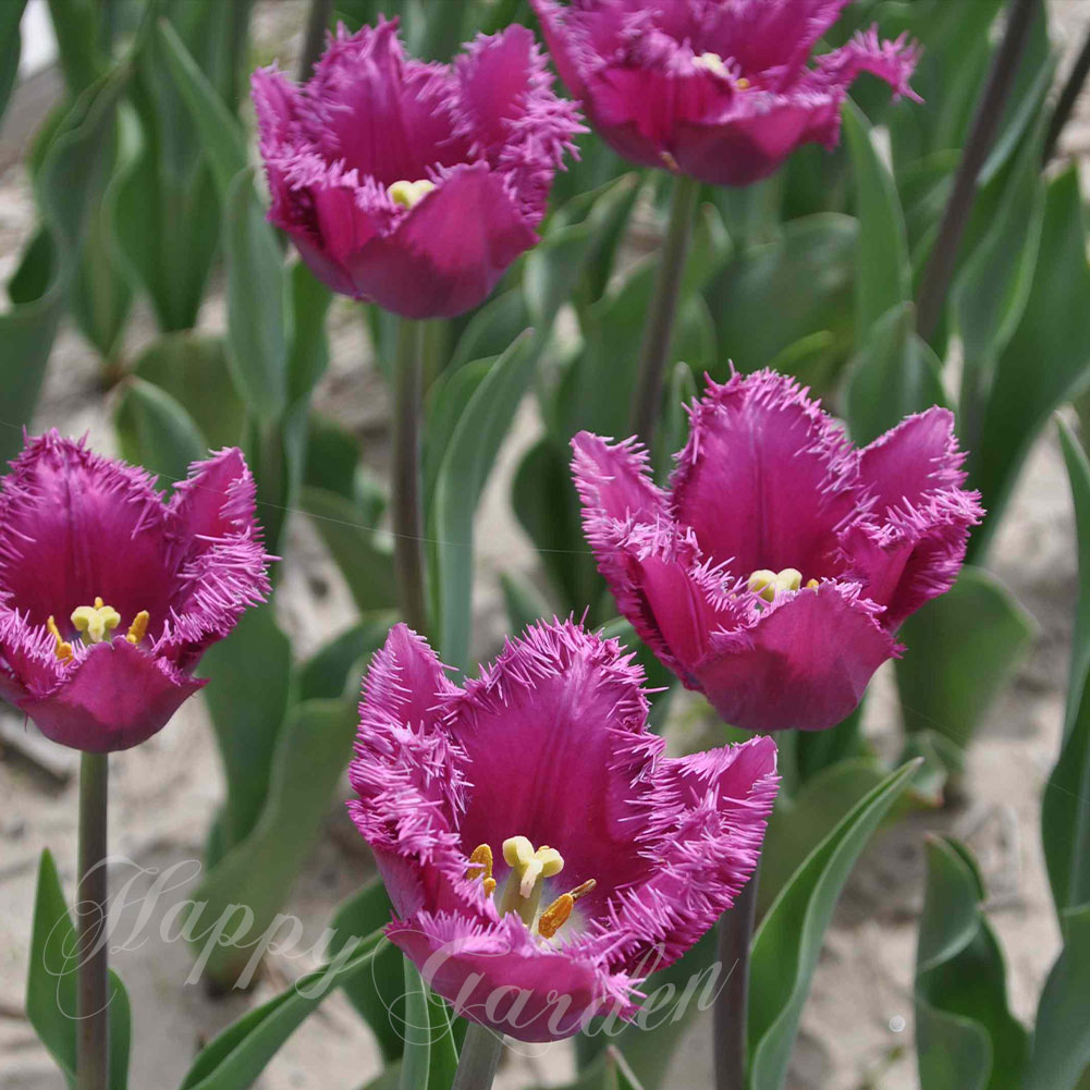 楽天市場】球根 花 フリンジ咲き チューリップ サンクレメント 4球