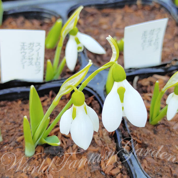 楽天市場】芽出し球根苗 植えっぱなし 球根 花 スノードロップ