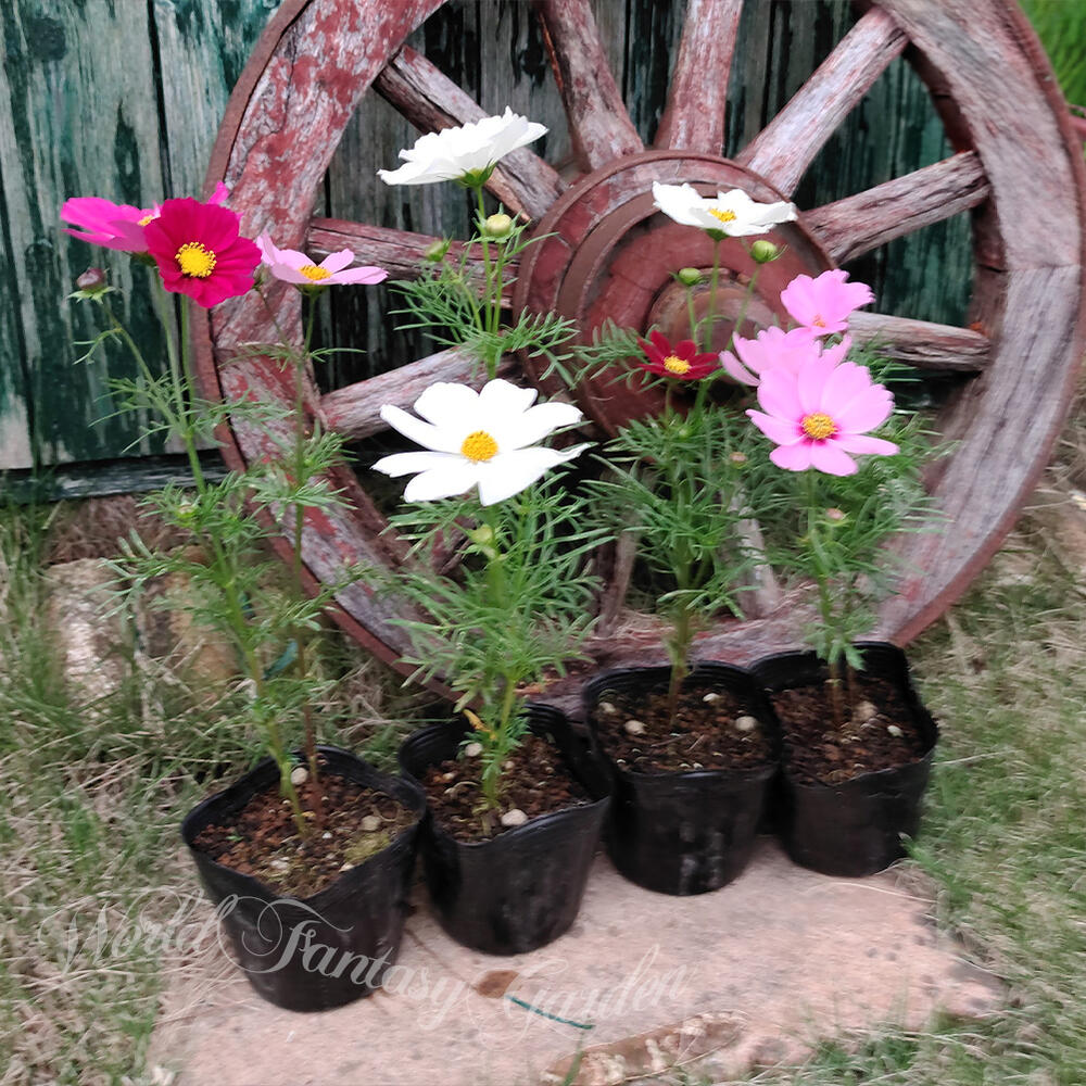 楽天市場】1000円ポッキリ 花苗 コスモス ソナタ 秋桜 おまかせMix