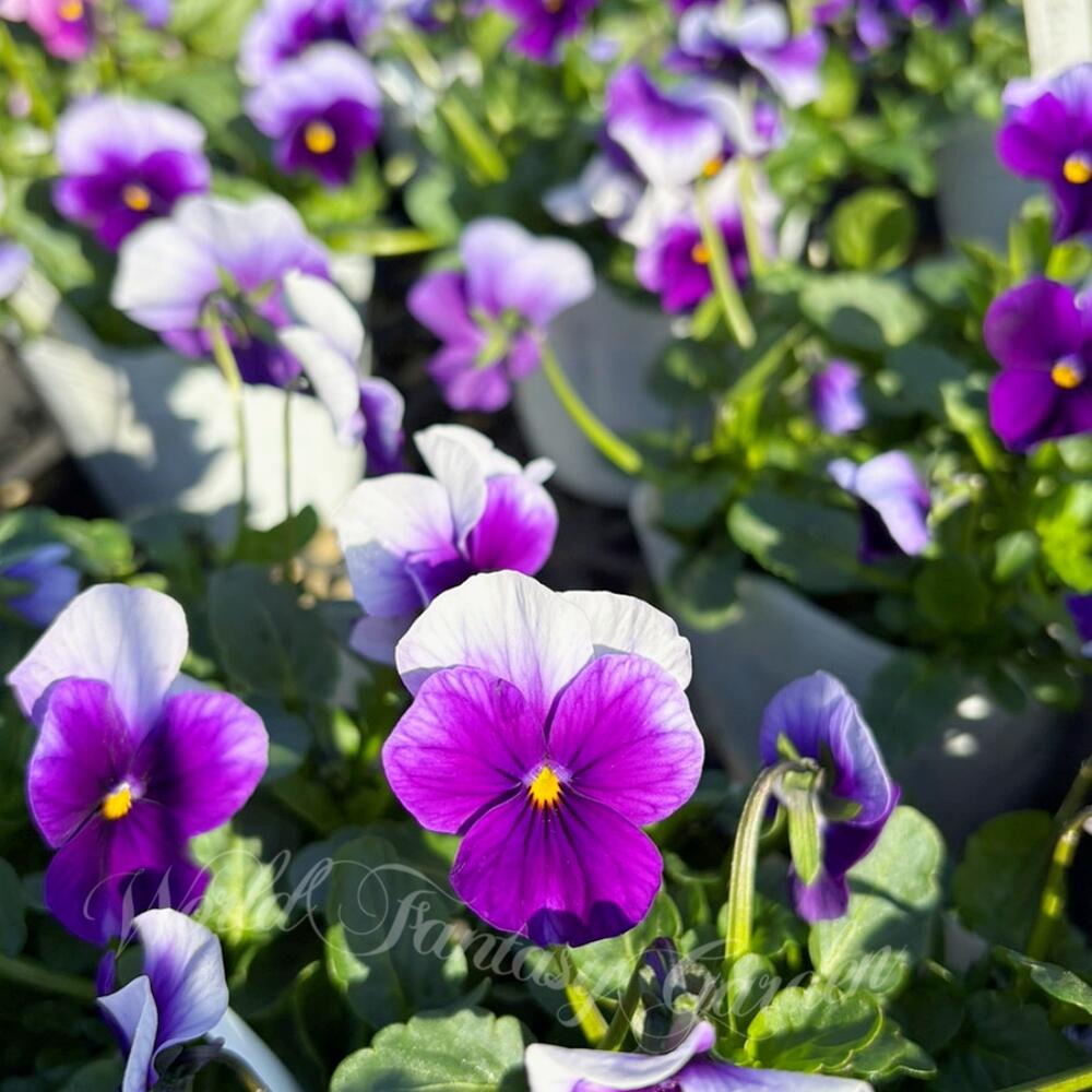 楽天市場】花苗 春植え ビオラ ビビ ビーコン 3.5号 2鉢 セット【お