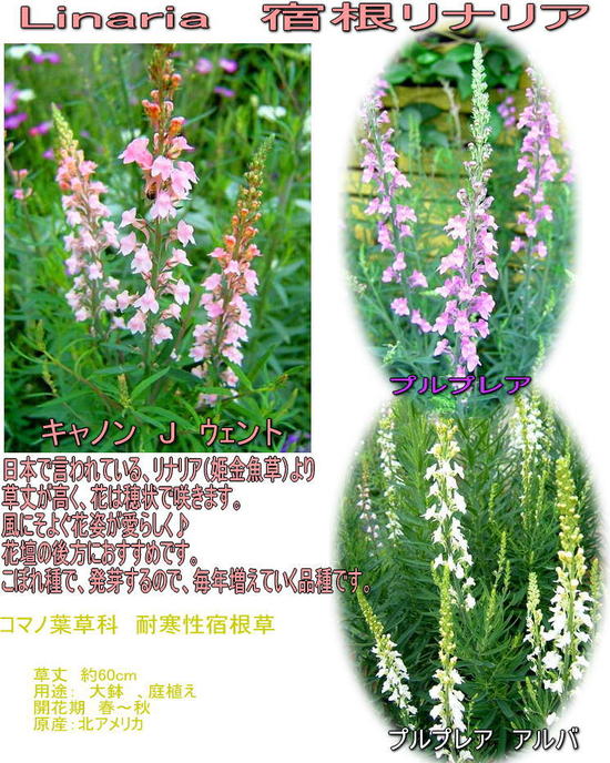 楽天市場】花苗 春 多年草 宿根草 花 リナリア プルプレア 3種より選択