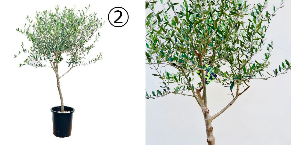 おしゃれ 観葉植物 選べる現品：オリーブの木 ルッカ 8号*現品 大型