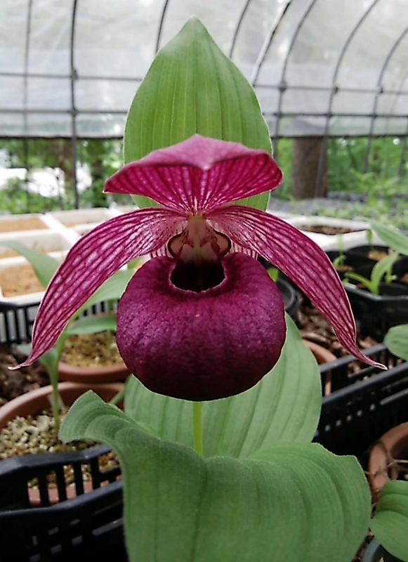 H39 厚岸ホテイアツモリソウ K14 厚岸ホテイアツモリソウ 岩崎園芸