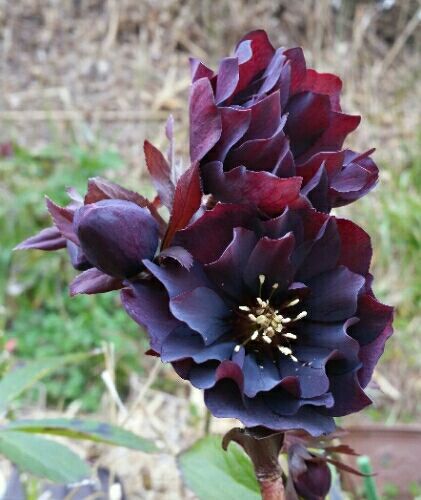 クリスマスローズ DDスレートダークレッド SD黄緑ピコベイン SS黒紫