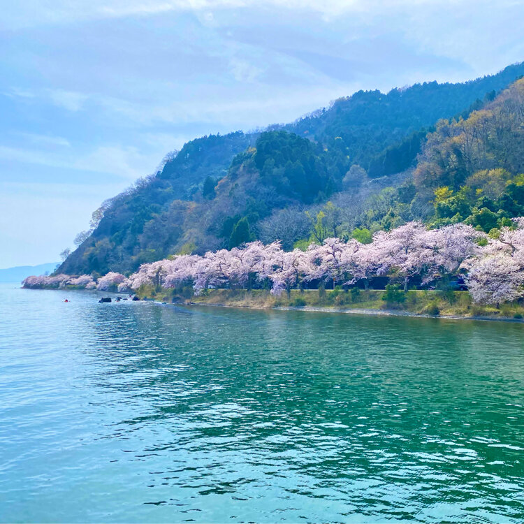 海津大崎の桜 - （滋賀県）の詳細情報 ｜ ことりっぷ