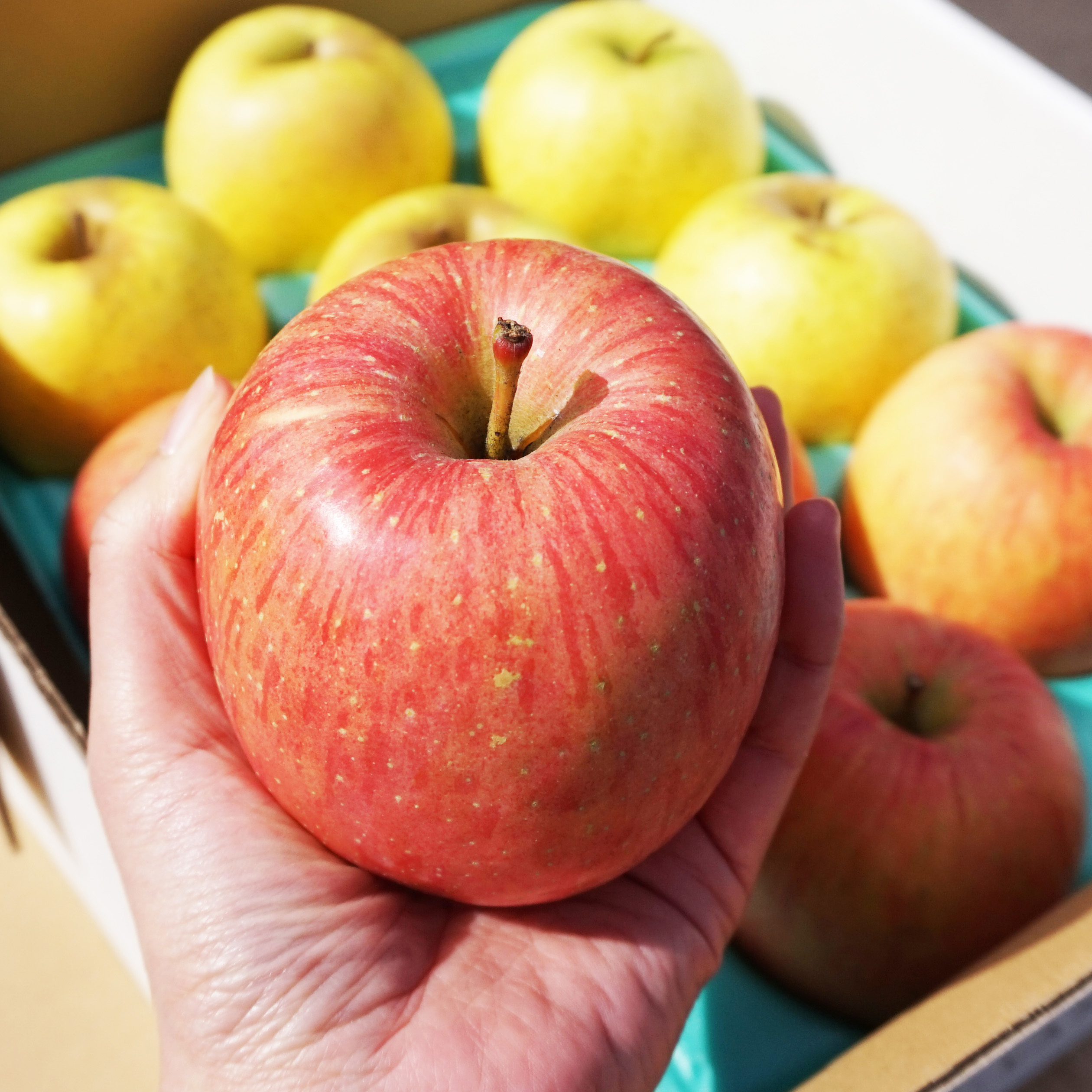 青森県特別栽培りんご【送料込】スマフレ良品ふじ・王林セット