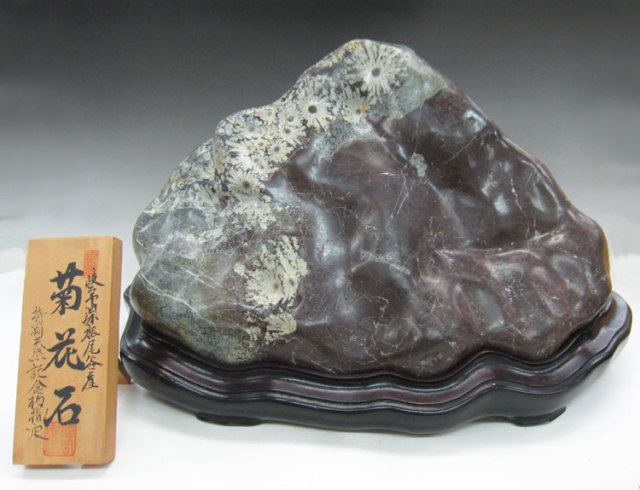 菊花石 販売・通販｜一点物の鑑賞石・庭石・菊紋様の至宝 [現物見学可