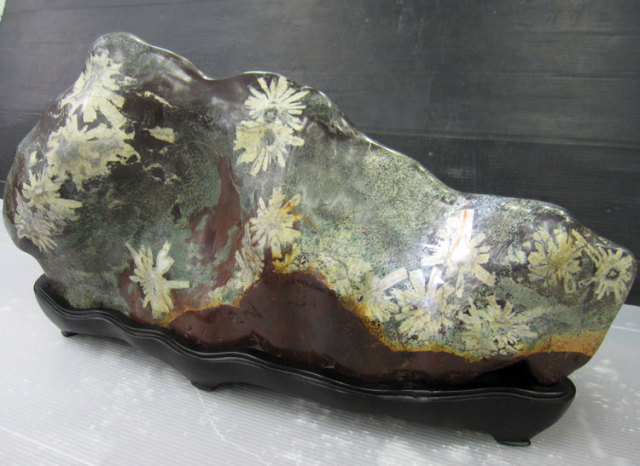 菊花石 岐阜根尾谷産を販売している増樹です。根尾谷の菊花石は大変