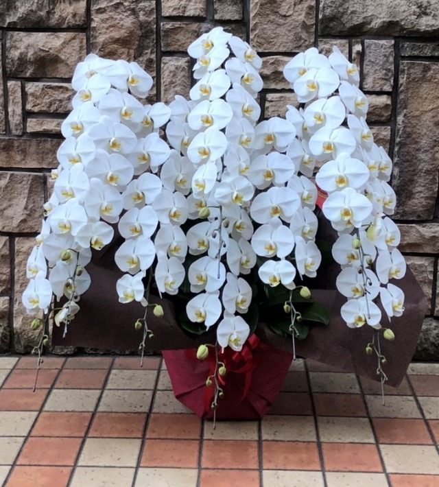 特選白胡蝶蘭 8本立ち 80輪以上