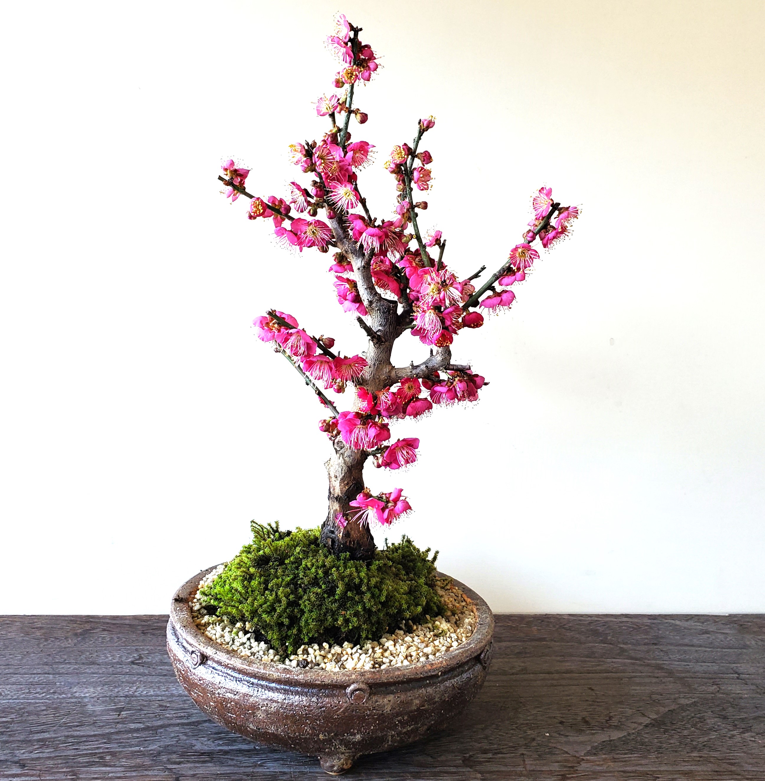 2026年開花終了】端正で香りよい花が人気の梅【紅梅（こうばい）の盆栽