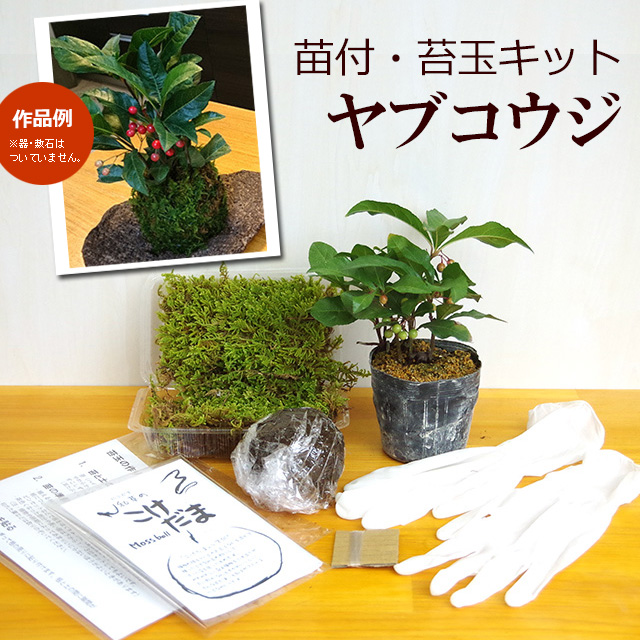 さあ、苔玉を作ってみませんか？【苔玉キット 苗付（ヤブコウジ 十両）】