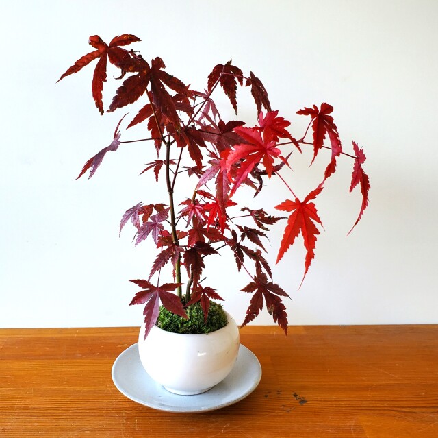 現在落葉中】送料無料でお届け！【山紅葉（ヤマモミジ）の盆栽（白陶器