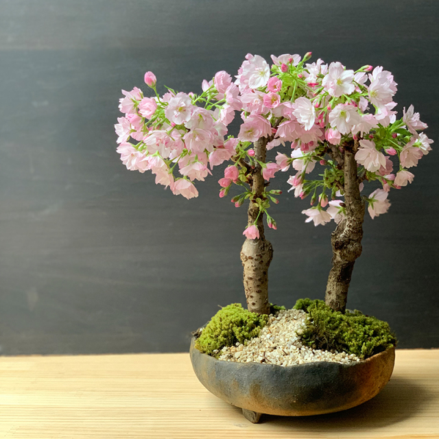 桜・・・そう聞くだけで心和む景色を貴方のもとへ【桜（旭山桜）の二本