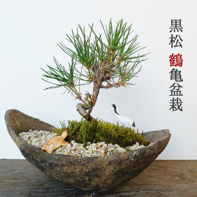 お好きな化粧砂からお選びください。縁起物【黒松盆栽 くらま鉢 鶴亀
