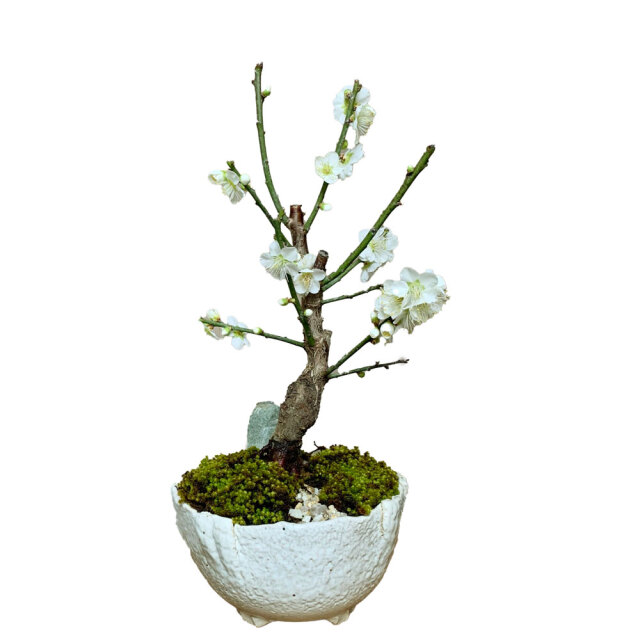 2026年開花終了】送料無料 白梅盆栽 万古白深鉢 盆栽 ぼんさい