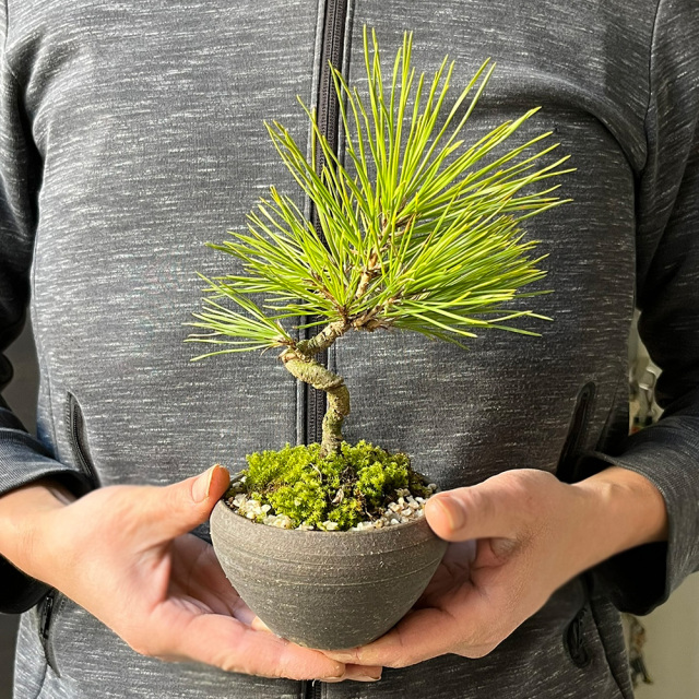 盆栽 黒松の盆栽（焼締鉢）飾り皿付 くろまつ クロマツ 男松 贈り物