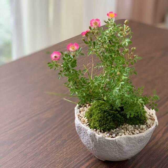 父の日の贈り物におすすめ】 盆栽 ノイバラ 雅 ミヤビバラの盆栽