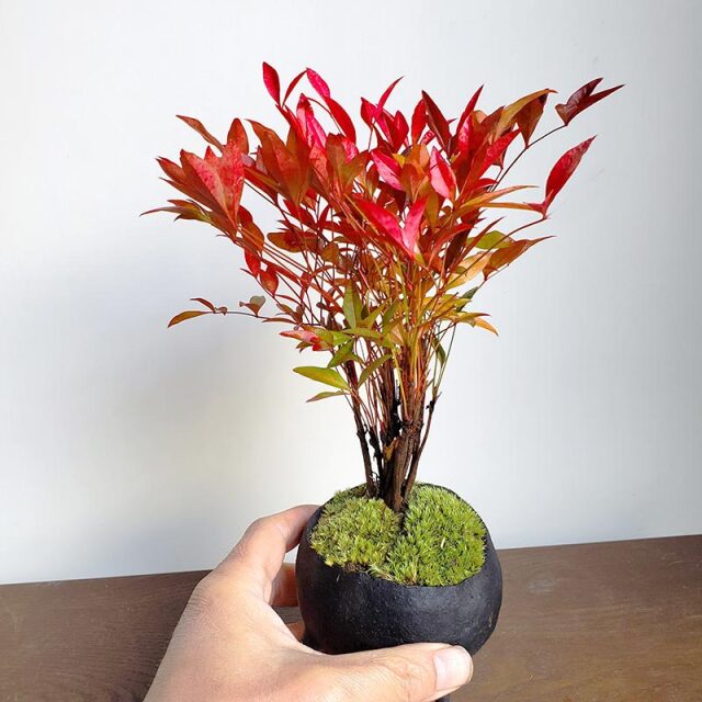 送料無料 南天のミニ盆栽 鉢 真山茜 炭化焼き締め丸鉢盆栽 ぼんさい