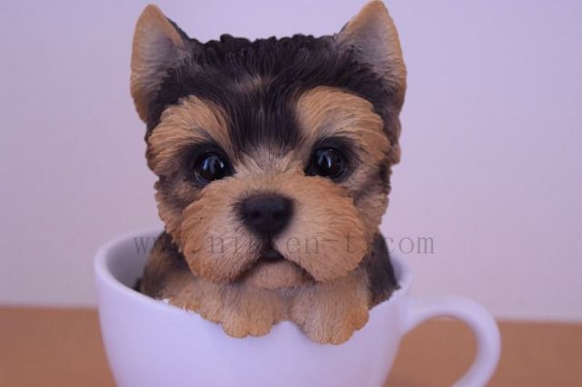 ティーカップ ヨークシャーテリア