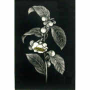 小泉淳作「牡丹花」銅版画 直筆サイン入り｜絵画販売