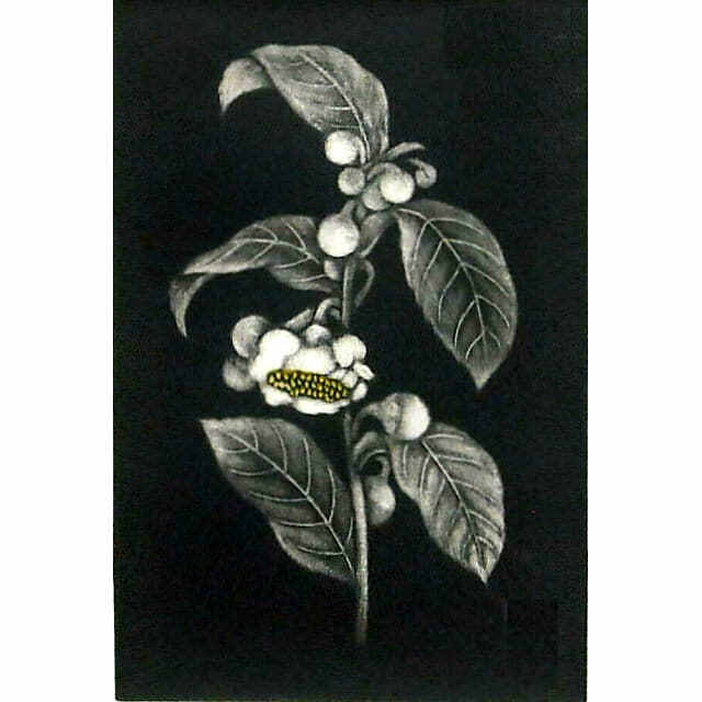 小泉淳作「茶の花」銅版画 直筆サイン入り｜絵画販売