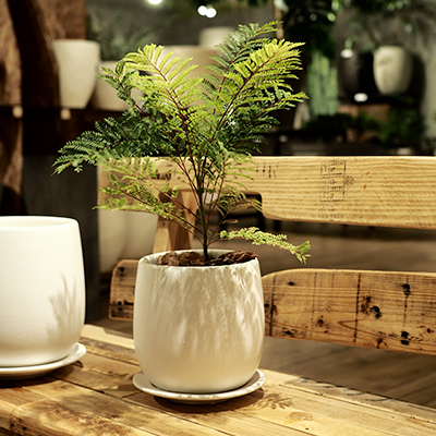 インテリア鉢／室内用植木鉢／陶器鉢／白鉢】オスト ボール マット