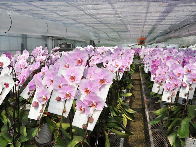 胡蝶蘭 訳ありB級品 ホワイト（白色） 大輪 3本立て 30～35輪前後