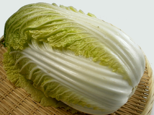 やわらかくて甘い大玉白菜『晴舞台』 おにおんぼうず