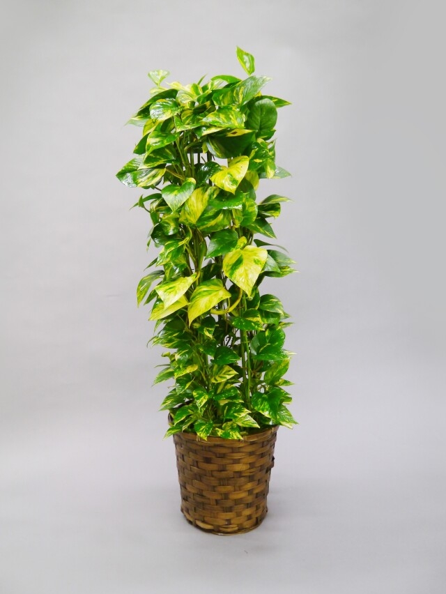 ポトス8号（長い幸せ）