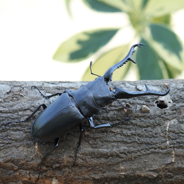 ギラファノコギリクワガタ 初2令幼虫 5匹セット フローレス産