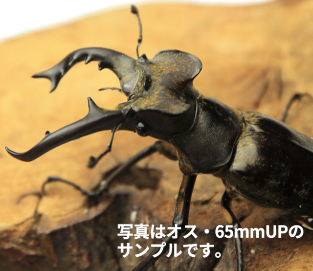 ≪大型！≫ 天然ミヤマクワガタ 東北産 WD オス65mmUP・メス