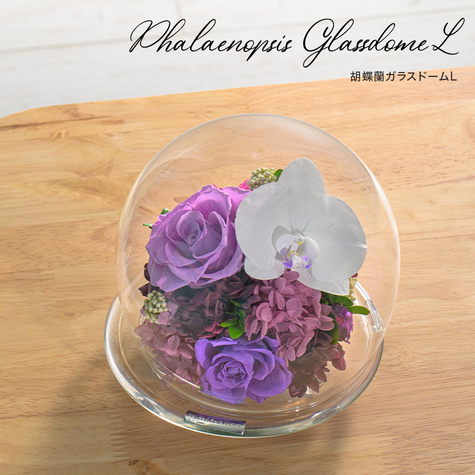 プリザーブドフラワー #胡蝶蘭のガラスドーム〈L〉