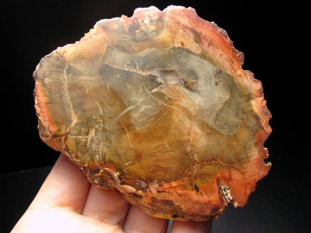 珪化木 ペトリファイドウッド プレート 置物 重さ170g-200g 神秘なる大