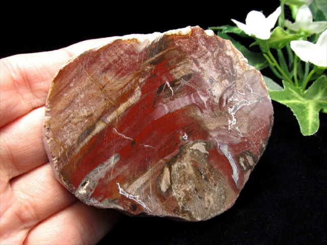 レッドタイプ 珪化木 ペトリファイドウッド プレート 置物 重さ170g