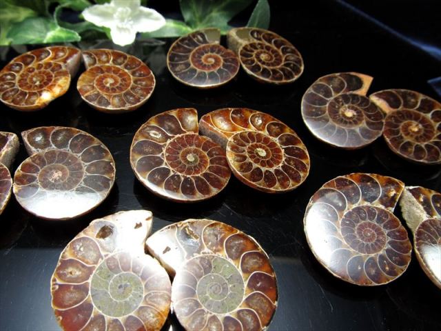 対になったミニサイズ 3A アンモナイト スライス 約3g-10g前後 2枚