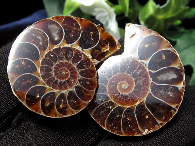 対になったミニサイズ 3A アンモナイト スライス 約3g-10g前後 2枚