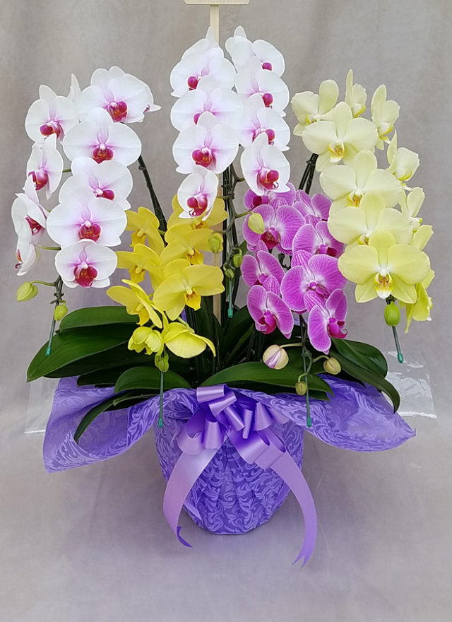 ミディ 胡蝶蘭 ミックス 5本立ち