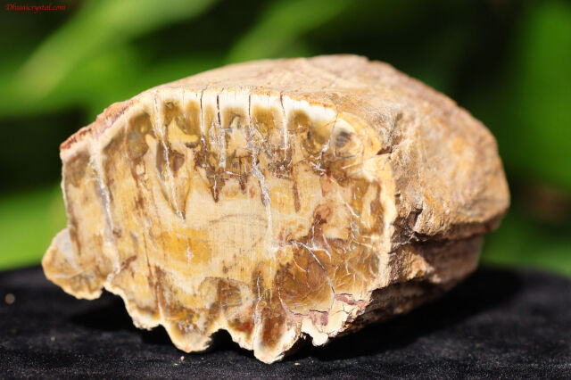 ペトリファイドウッド/珪化木