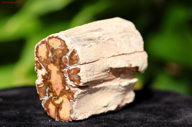 ペトリファイドウッド/珪化木