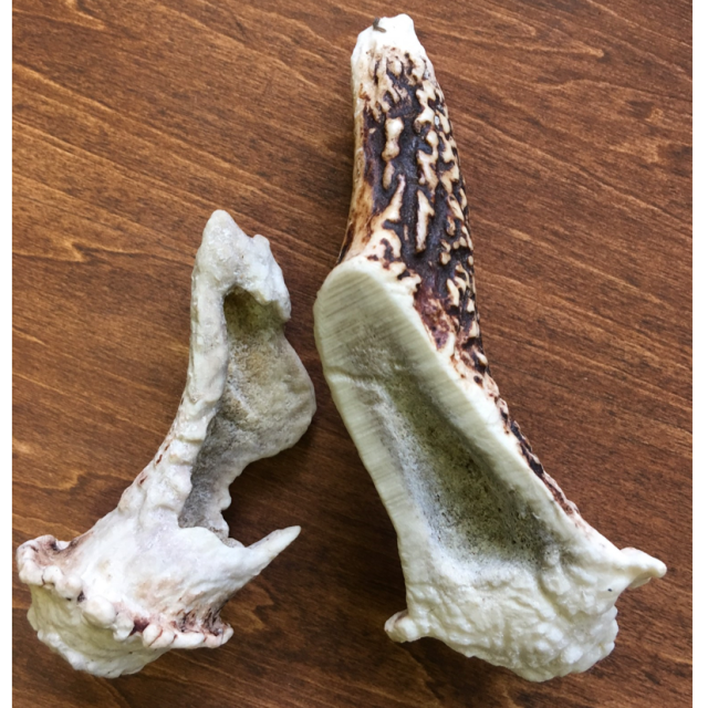 天然鹿の角 噛むおもちゃ 【高知産】