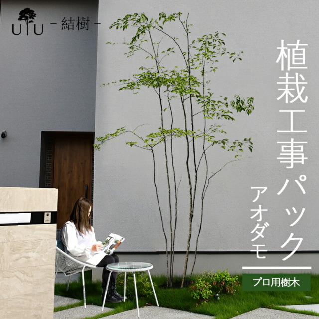 施工付き植木シンボルツリー 樹高2.5m以上 アオダモhnw1 j-1 j-02