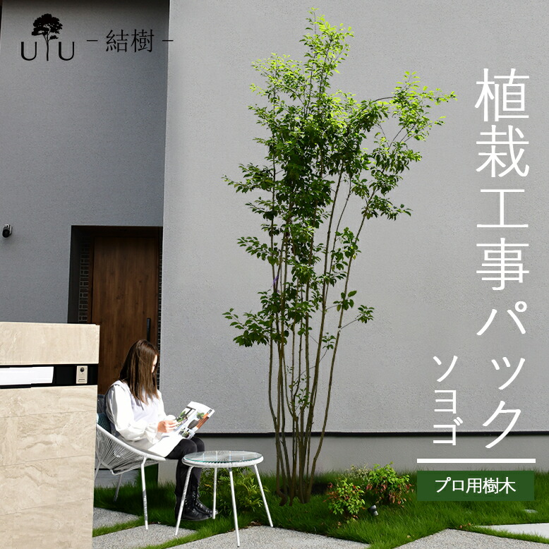 施工付き植木シンボルツリー 樹高2.5m以下 ソヨゴhnw1 j-1 j-02 j-03