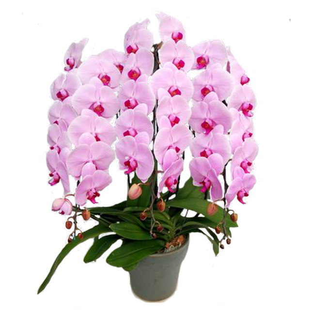 胡蝶蘭 3本立ち ピンク色 40輪前後 | 通販の花屋「フラワーショップ