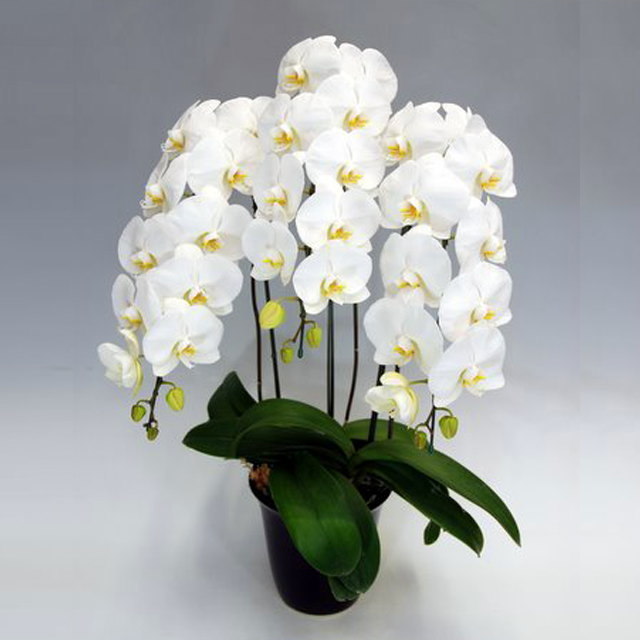 胡蝶蘭 3本立ち 白色 30輪前後 | 通販の花屋「フラワーショップ乃木坂」