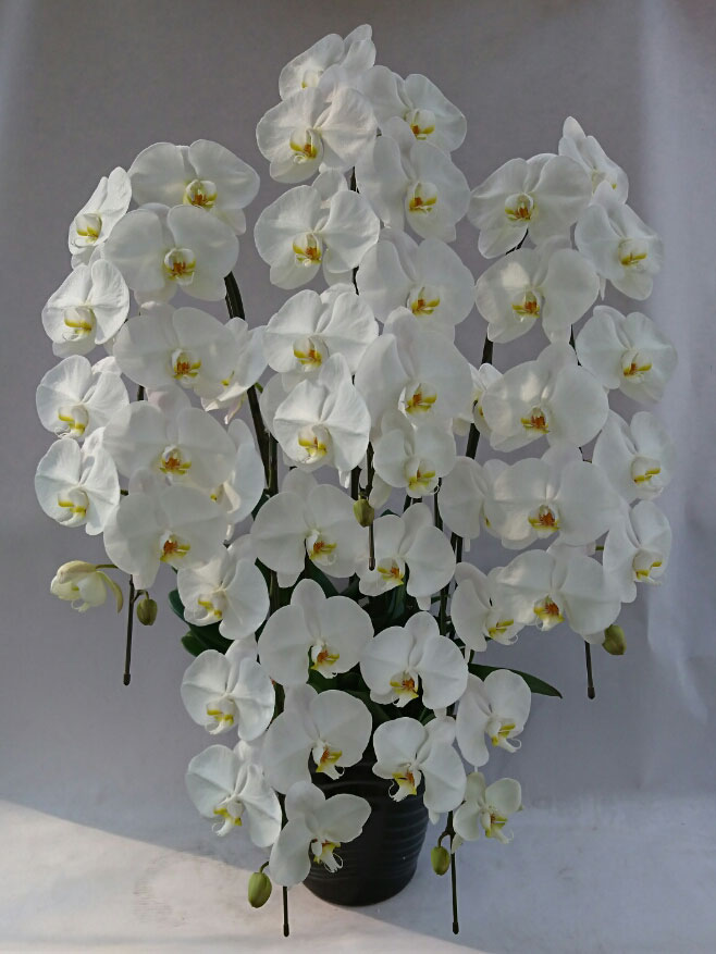 大輪胡蝶蘭 5本立ち 白 55輪（蕾込み）以上 【送料無料