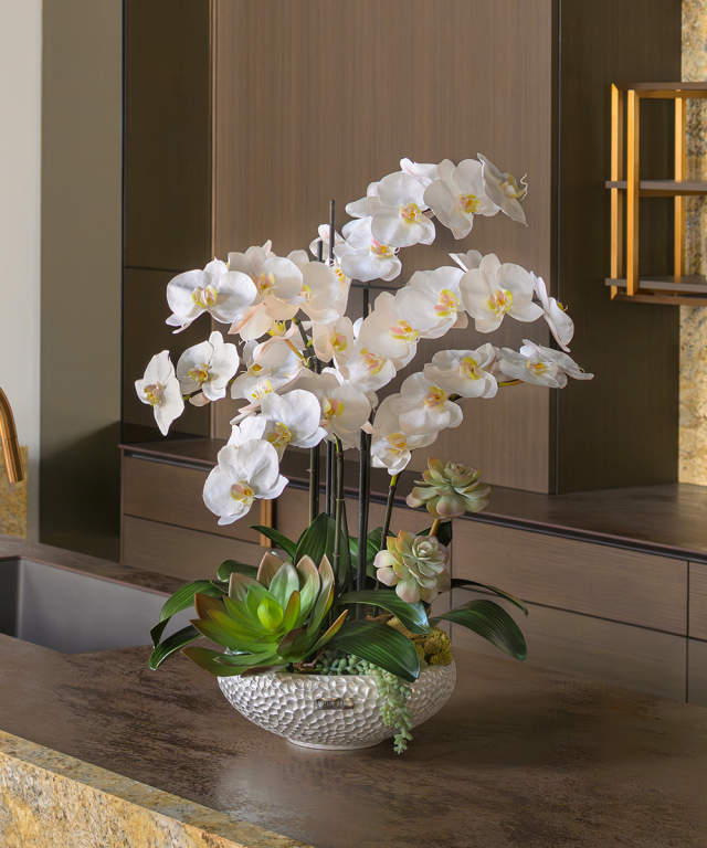 ファレノプシスボタニックXL 胡蝶蘭 高品質 ギフト プレゼント お祝い