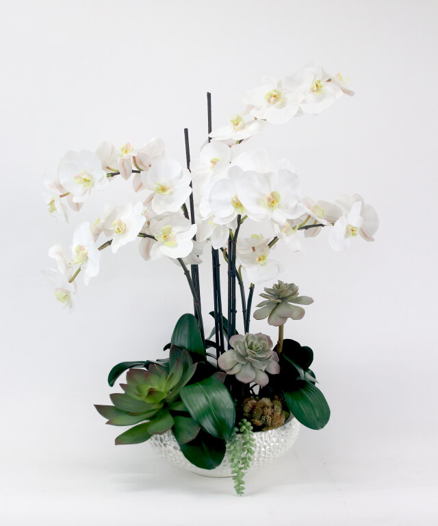 ファレノプシスボタニックXL 胡蝶蘭 高品質 ギフト プレゼント お祝い