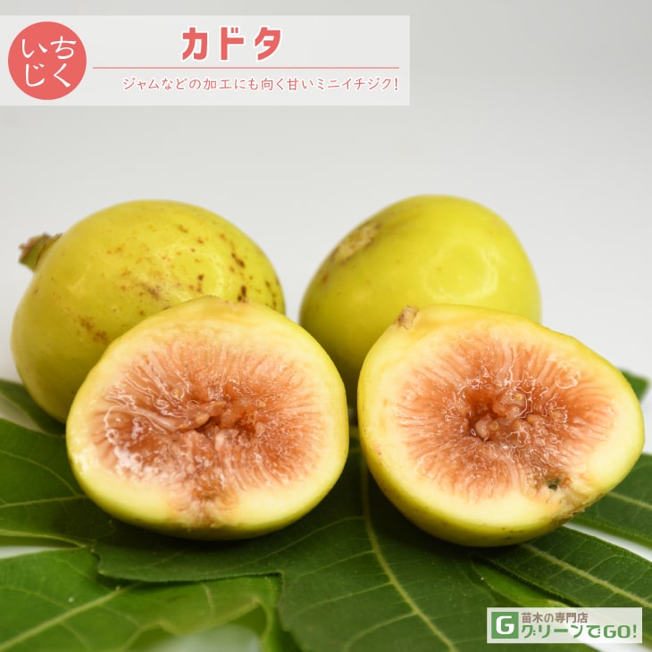 イチジク 苗 【カドタ】 2年生 挿し木 ポット苗