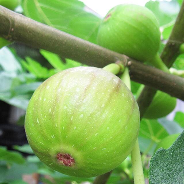 イチジク 苗 【ドリー ド ポルケロール】 2年生 挿し木 ポット苗