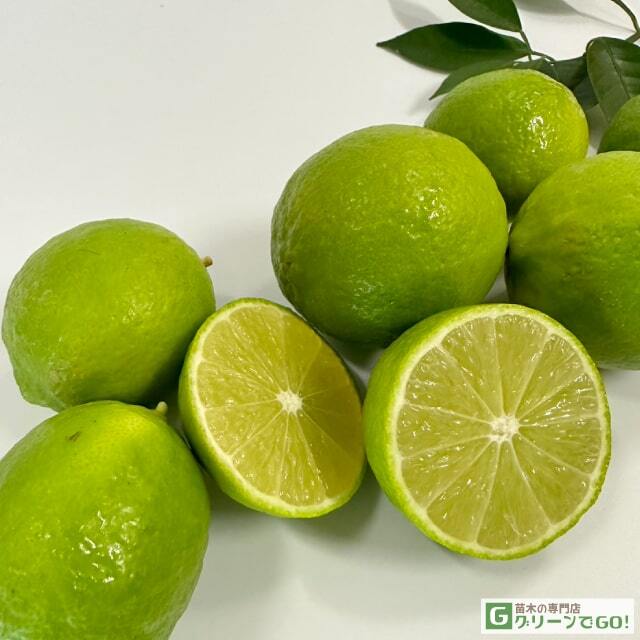 □優良2年生大苗□ 種なしライム 苗 【フレーバーグリーン】 2年生大苗
